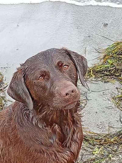 Dogorama Photo Challenge - Portrait-Beitrag-Bild