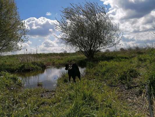 Die Dogorama Monats Challenge "Es grünt und blüht"-Beitrag-Bild