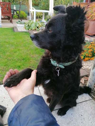 Welche Hunderasse-Beitrag-Bild