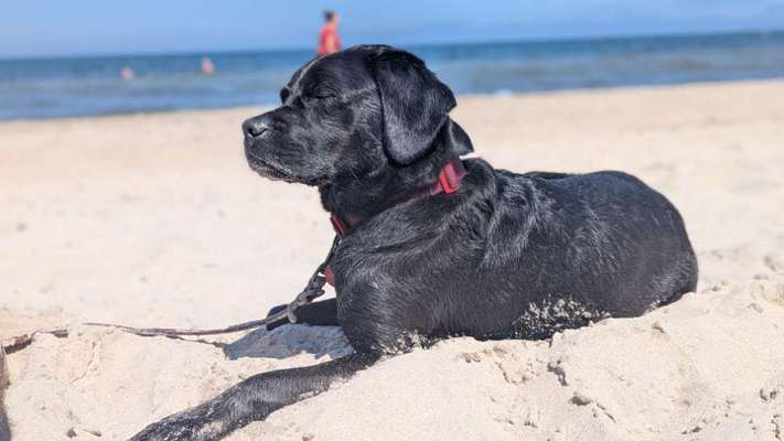 Hundetreffen-Doggo social walk on the weekend-Bild