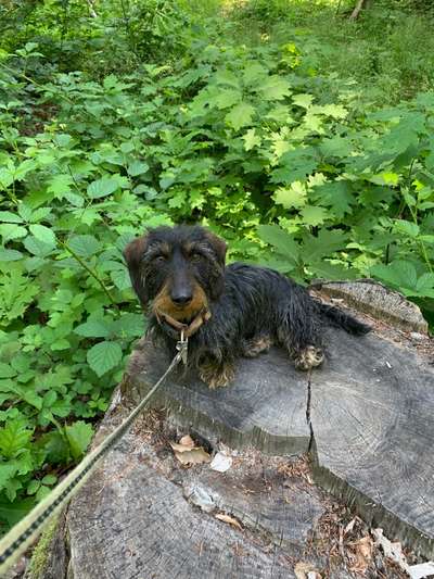 wo sind die Dackelfreunde-Beitrag-Bild