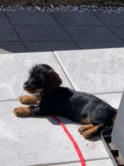 Welpen Bilder !-Beitrag-Bild