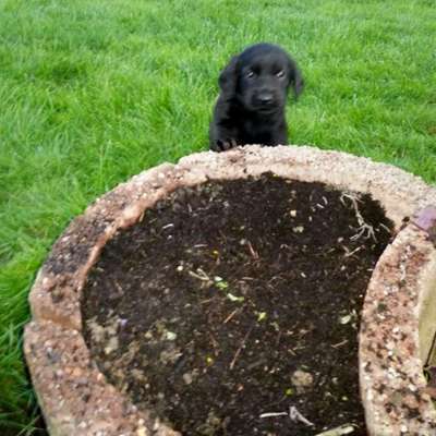 Welpen Bilder !-Beitrag-Bild