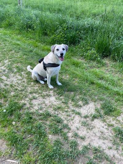 Hundetreffen-Partner zum Spazieren und Spielen gesucht-Bild