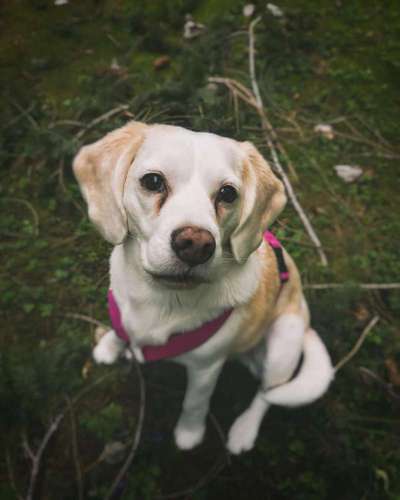 Beagle ohne Leine?-Beitrag-Bild