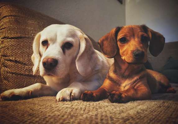 Bester Freund, Hundekumpel - zeigt her!-Beitrag-Bild