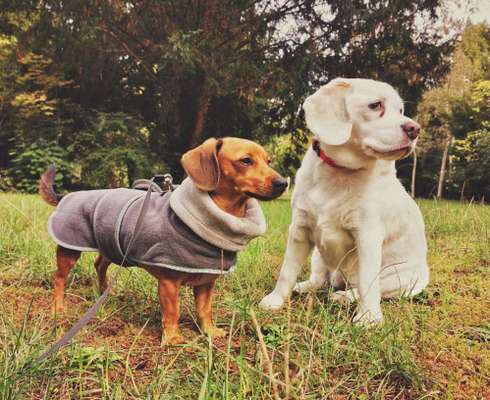 Mehrere Hunde mit geringem Abstand-Beitrag-Bild