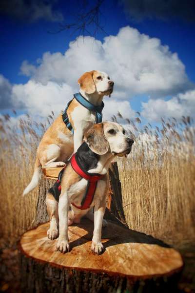 Abschied von meinem Hund-Beitrag-Bild