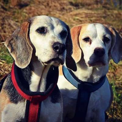 Beagle ohne Leine?-Beitrag-Bild