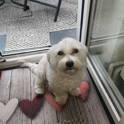 Hundetreffen-Gassi Runden in der schönen List-Bild