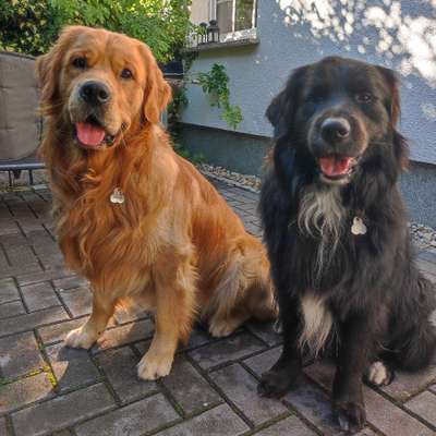 Hundetreffen-Gassirunde und Trainingsrunde-Bild