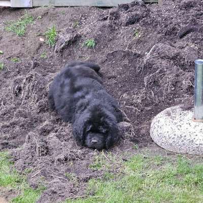 Hundetreffen-Wanderparkplatz Nr. 8 Im Elwen