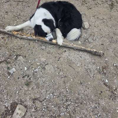 Hundetreffen-Mittelgroße bis Große Spielgefährtinen gesucht-Bild
