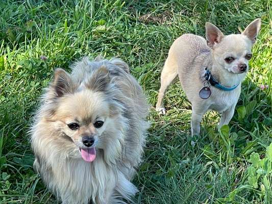 Dogorama Photo Challenge - Der Frühling kommt-Beitrag-Bild