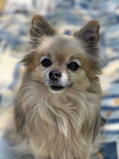 Hunde Memes-Beitrag-Bild