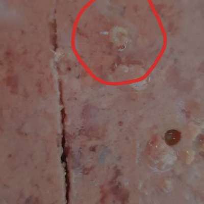 Giftköder-Lebende Würmer im Hundefutter-Bild