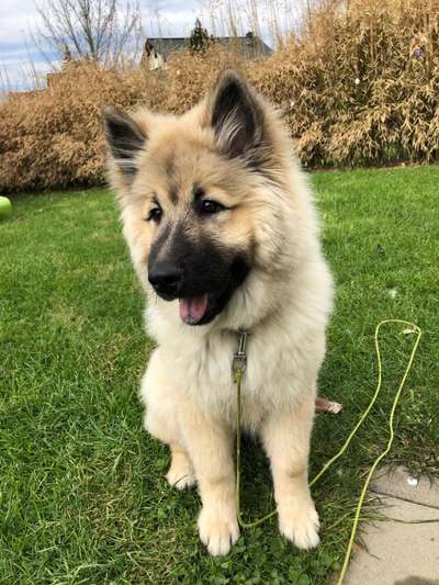 Eurasier-Beitrag-Bild