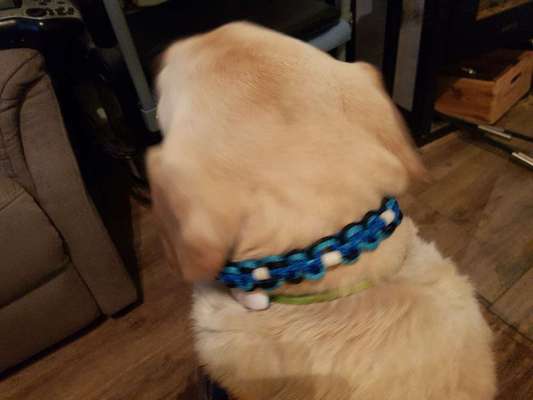 Floh und Zeckenmittel-Beitrag-Bild