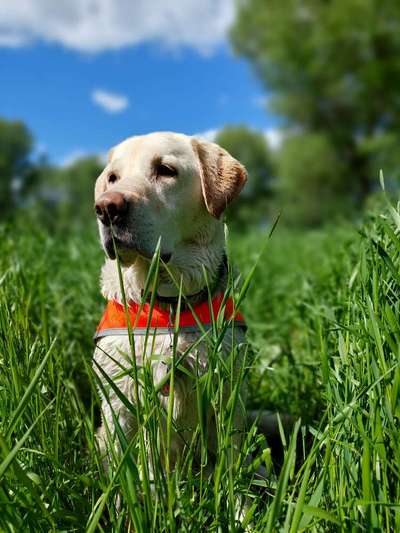 Die Dogorama Monats Challenge "Es grünt und blüht"-Beitrag-Bild