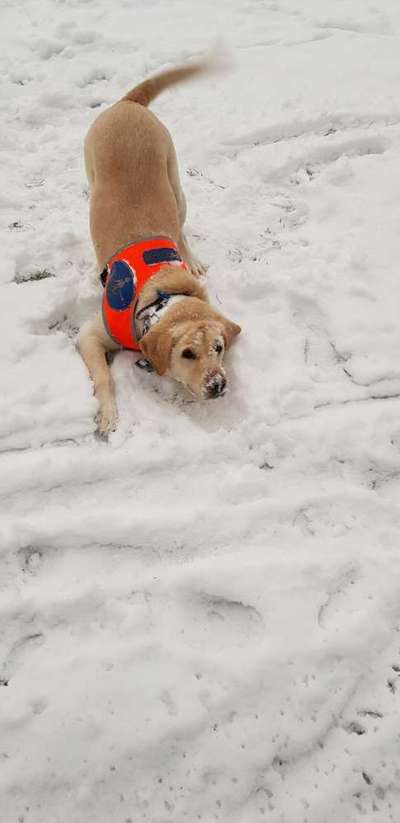 Die Dogorama Kalender Challenge Teil 2/4-Beitrag-Bild