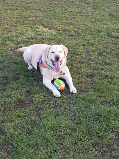 Labradorfans-Beitrag-Bild