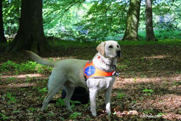 Die Dogorama Kalender Challenge Teil 1/4-Beitrag-Bild