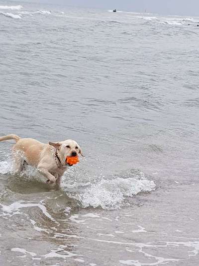 Die Dogorama Wochen Challenge: “Dein Hund im Urlaub”-Beitrag-Bild