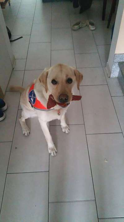 Challenge Nr. 20 - Mein Hund, der Dieb-Beitrag-Bild