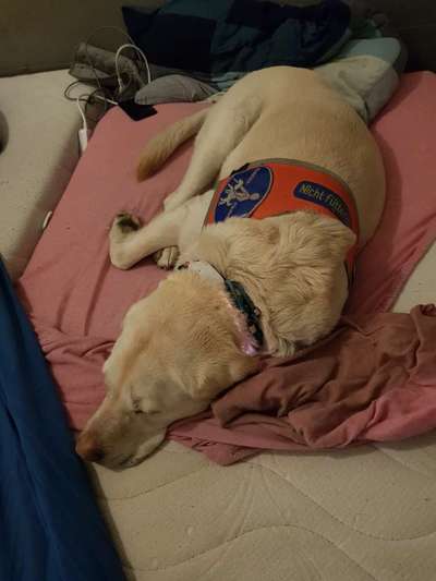 FOTOCHALLENGE: 25  Thema:  Hündische Haushaltshilfen-Beitrag-Bild