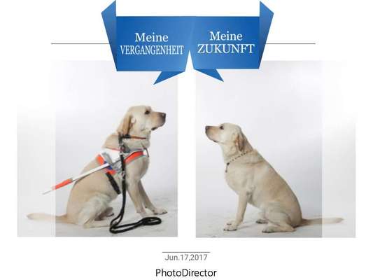Photomontagen mit Hund-Beitrag-Bild