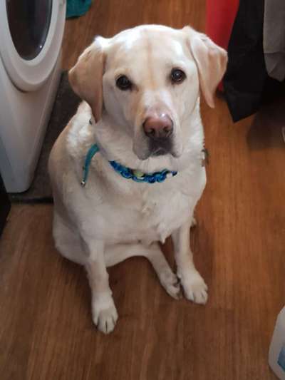 CHALLENGE NR. 19 - Der Hundeblick-Beitrag-Bild