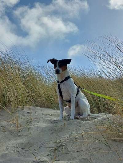 Auslandstierschutz-Beitrag-Bild