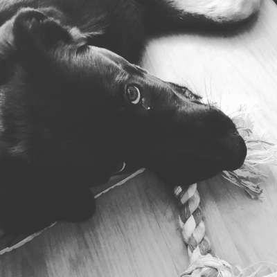 CHALLENGE NR. 19 - Der Hundeblick-Beitrag-Bild