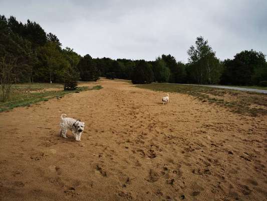 Hundeauslaufgebiet-Berliner Mauerweg-Bild