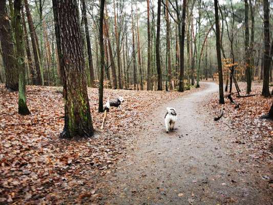 Hundeauslaufgebiet-Frohnau-Bild