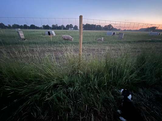 Hundetreffen-Welpen- und Junghundetreffen-Bild