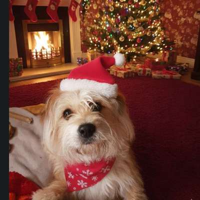 ⁉️🎄 Hund an Weihnachten nicht erwünscht?!-Beitrag-Bild