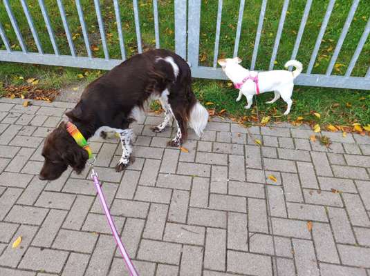 Kleiner Münsterländer!-Beitrag-Bild