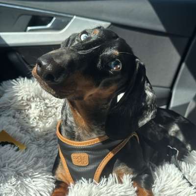 Hundetreffen-Gassirunden kleine Hunde-Bild