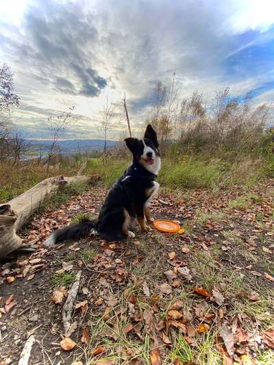 Hundetreffen-Jundhund Treffen-Bild