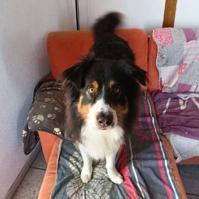 Hundetreffen-Spazieren und kleine wanderungen-Bild