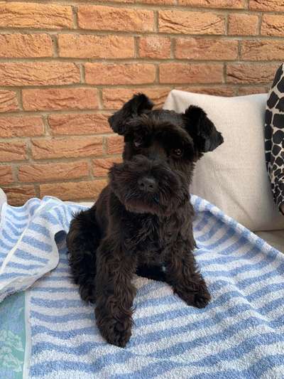 Zwergschnauzer gesucht-Beitrag-Bild