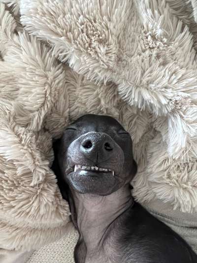 42. Handy Fotochallenge - Den richtigen Riecher haben-Beitrag-Bild