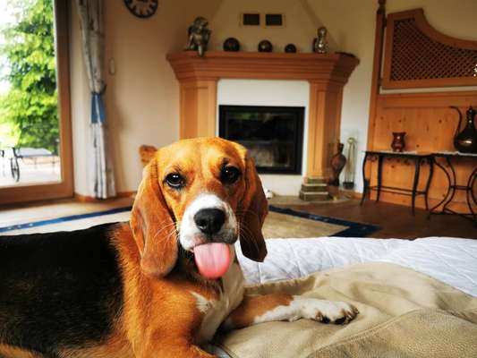 Fotochallenge Nr. 59 - Mein Hund zeigt die Zunge-Beitrag-Bild