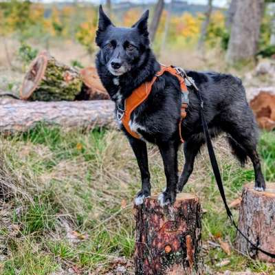 Hundetreffen-Spaziergänge rund um Sonneberg-Bild