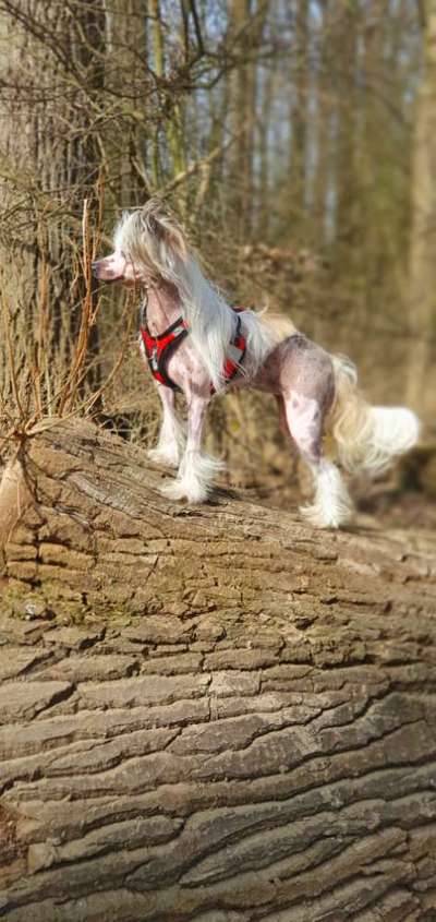 Größe Chinese Crested und Powderpuff-Beitrag-Bild
