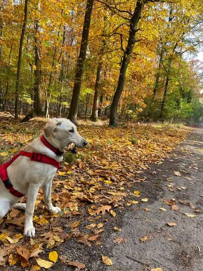 Hundetreffen-Gassirunde oder Spieltreffen-Bild