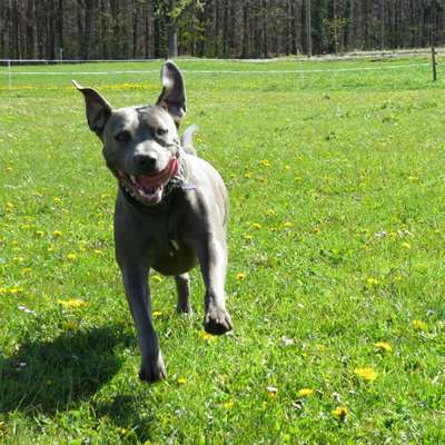 Hundetreffen-Tyson sucht Hundefreunde zum spielen-Bild
