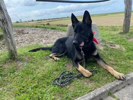 Alles rund um den Schäferhund, diskutieren erwünscht.-Beitrag-Bild