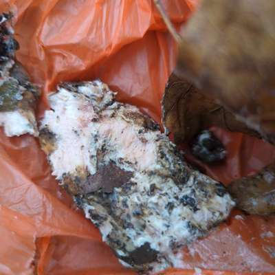 Giftköder-Event.Giftköder,in Buchforst-Bild